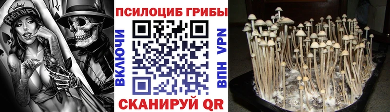 ОМГ ОМГ вход  цены   Шагонар  Псилоцибиновые грибы Psilocybine cubensis 